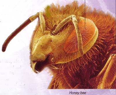 antenna on a honey bee